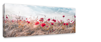 Big_st604_poppies_60x150_s