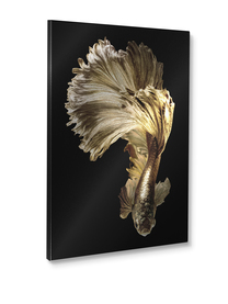 Small_st903_goldfish_60x80_2