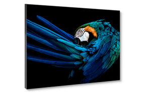 Middle_st904_perruche_70x100_2