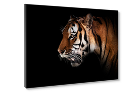 Middle_st905_tigre_70x100_2