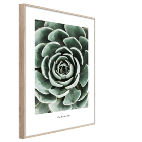 Middle_br007_echeveria_50x70_s