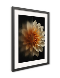 Small_fr569_cream_dahlia_30x40_2