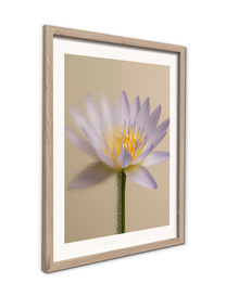 Small_fr571_lotus_flower_30x40_2