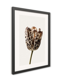 Small_fr656_wild_tulip_30x40_2
